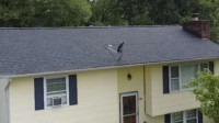 Roof Maintenance